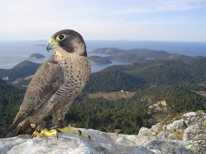 Dragovoda Bay Uble Zewnętrze zdjęcie