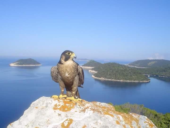 Dragovoda Bay Uble Zewnętrze zdjęcie